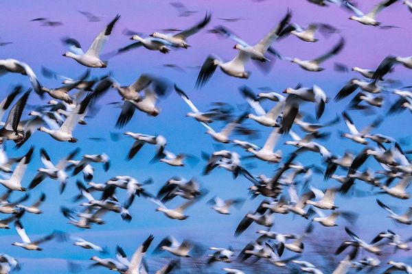 Jaynes Gallery 아티스트의 USA-New Mexico-Bernardo Wildlife Management Area-Blur of snow geese in flight at sunset작품입니다.